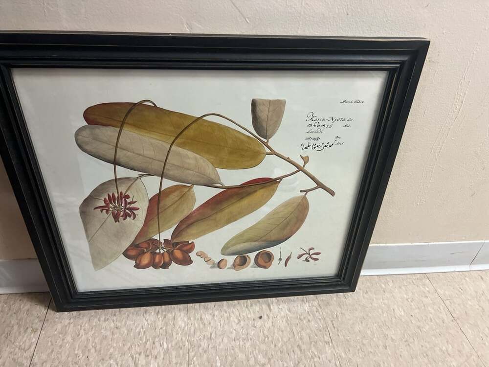 Hortus Malabaricus Karin-Njota Tab 18 Botanical Print Framed